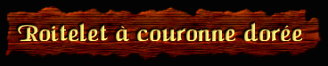 [Roitelet à couronne Dorée]