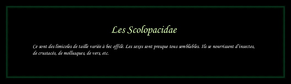 [Logo Scolopacidae]
