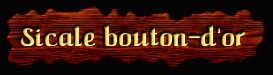 [Sicale bouton-d'or]