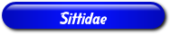 [Sittidae]