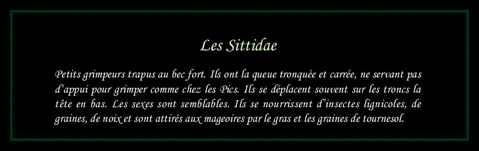 [Logo Sittidae]