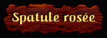 [Spatule rosée]
