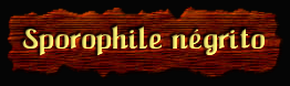 [Sporophile négrito]