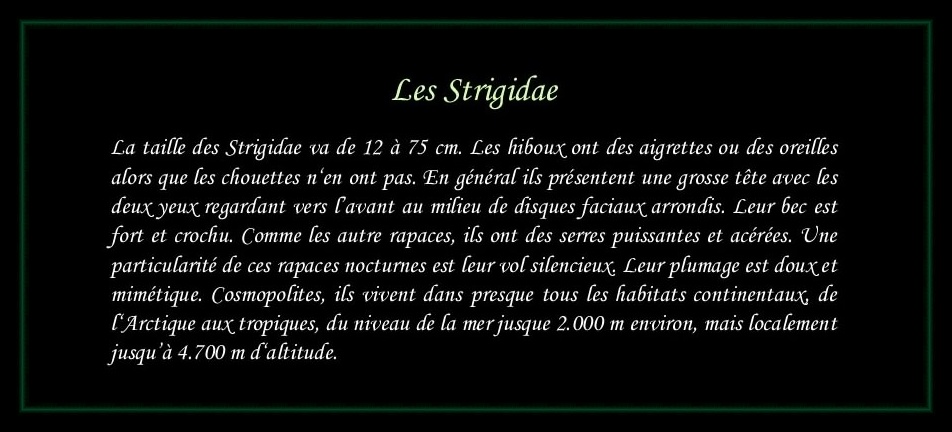 [Logo Strigidae]