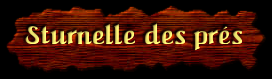 [Sturnelle des prés]