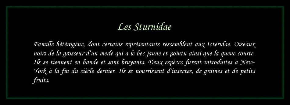 [Logo Sturnidae]