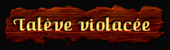 [Talève violacée]