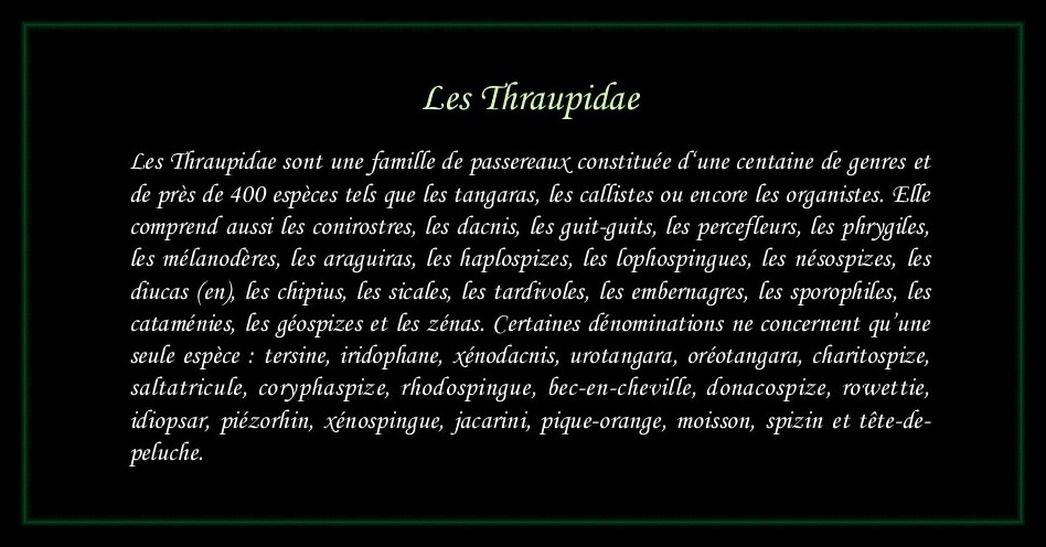 [Logo Thraupidae]