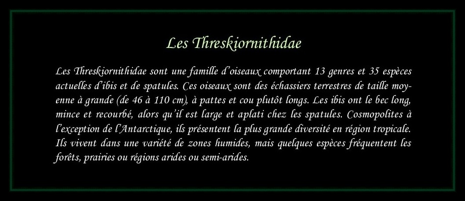 [Logo Threskiornithidae]