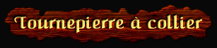 [Tournepierre à collier]