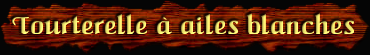 [Tourterelle a ailes blanches]