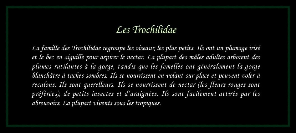 [Logo Trochilidae]