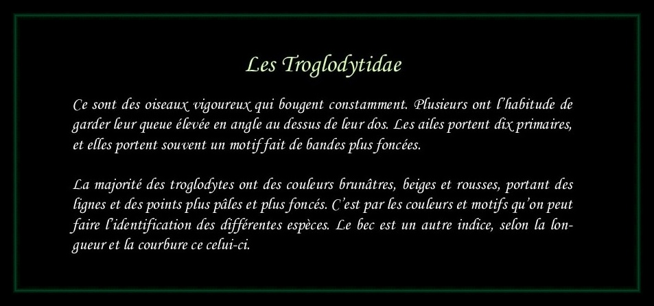 [Logo Troglodytidae]