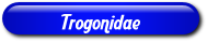 [Trogonidae]