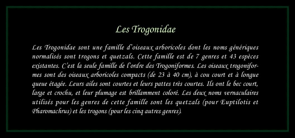 [Logo Trogonidae]