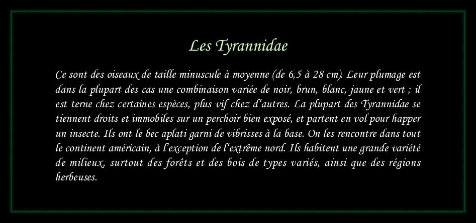 [Logo Tyrannidae]