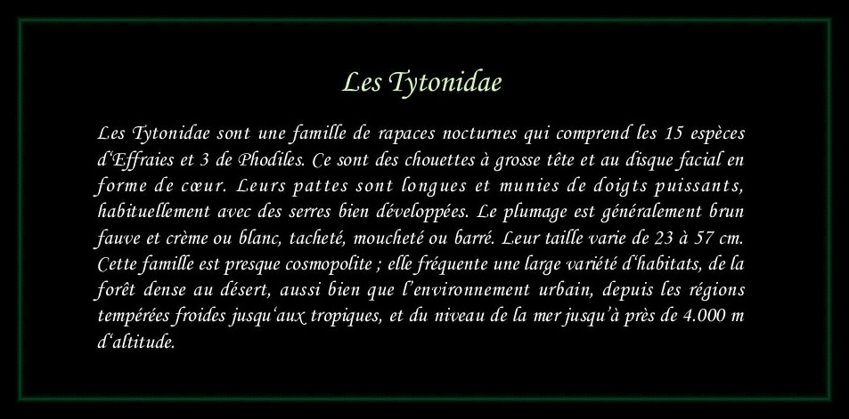 [Logo Tytonidae]