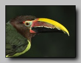 [ramphastidae]