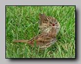 [emberizidae]