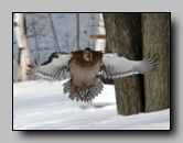 [anatidae]