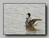 [anatidae]