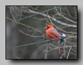 [cardinalidae]
