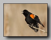 [icteridae]