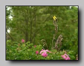 [fringillidae]