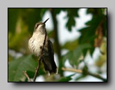 [trochilidae]
