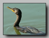 Cormoran à Aigrettes