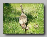 [phasianidae]