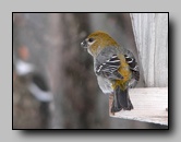 [fringillidae]