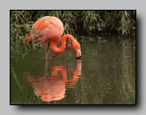 Flamant