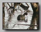 [rallidae]