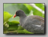 Gallinule d'Amerique