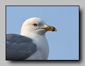 [laridae]