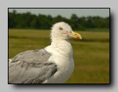 Laridae