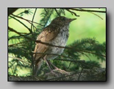 [turdidae]