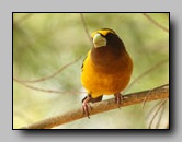 [fringillidae]