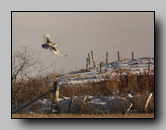 Harfang des Neiges