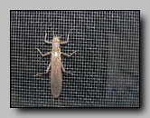 perlidae