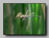 Aeshnidae