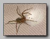 Agelenidae