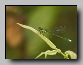 Coenagrionidae