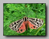 Erebidae