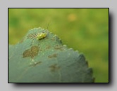 Coreidae