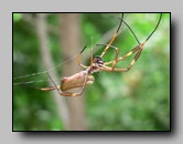 [tetragnathidae]