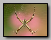 Araneae