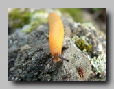 arionidae
