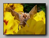 Geometridae